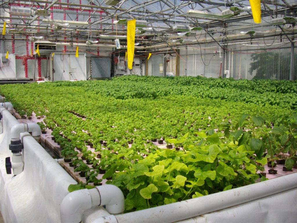 在大型水产养殖系统中种植的蔬菜。