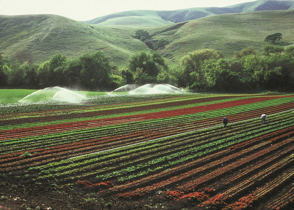 灌溉农业
