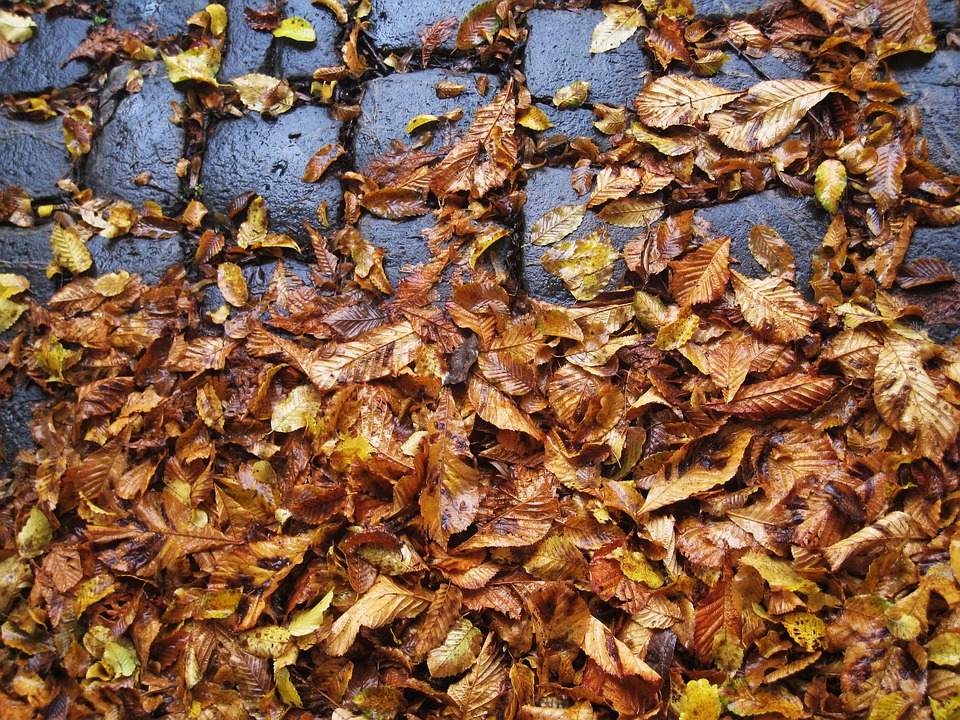 秋天叶子